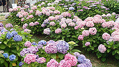p6111898_thumb.jpg