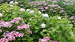 p6111899_thumb.jpg