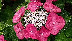 p6111900_thumb.jpg