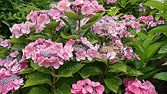 p6111901_thumb.jpg