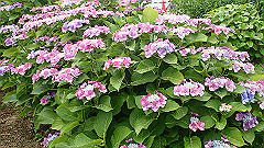 p6111902_thumb.jpg