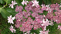 p6111903_thumb.jpg