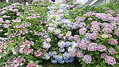 p6111905_thumb.jpg
