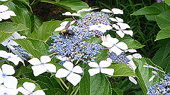 p6111906_thumb.jpg