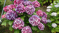 p6111907_thumb.jpg