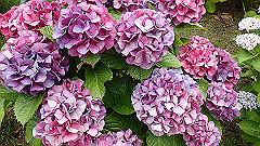 p6111908_thumb.jpg