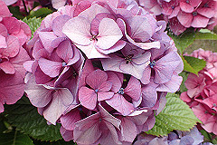 p6111909_thumb.jpg
