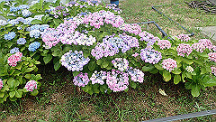 p6111912_thumb.jpg