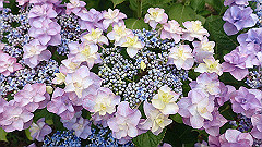 p6111913_thumb.jpg