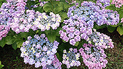 p6111914_thumb.jpg