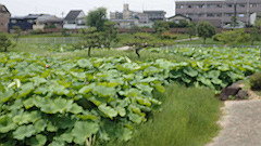 p6111962_thumb.jpg