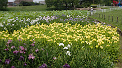 p6111965_thumb.jpg