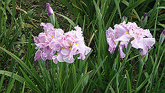 p6111966_thumb.jpg