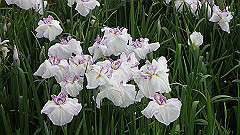 p6111967_thumb.jpg