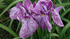 p6111968_thumb.jpg