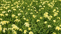p6111969_thumb.jpg