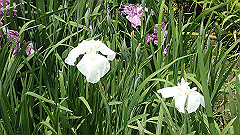p6111970_thumb.jpg