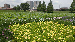 p6111971_thumb.jpg