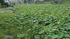 p6111974_thumb.jpg