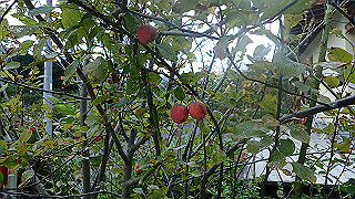 p9020867_thumb.jpg