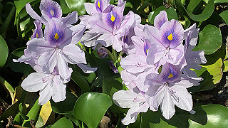 img_5966_thumb.jpg
