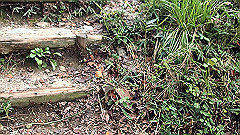 pa090117.mov_thumb.jpg