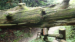 pa090126_thumb.jpg