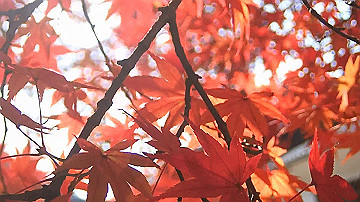 pb170558_x264.mp4_thumb.jpg
