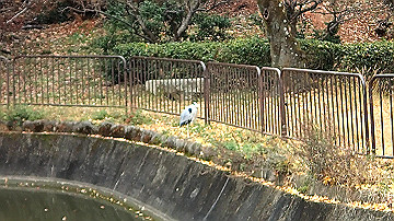 pc040943.mov_thumb.jpg