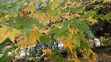 pc040980_thumb.jpg