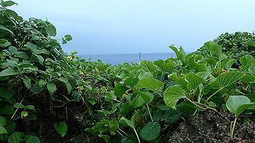 pc120350_thumb.jpg