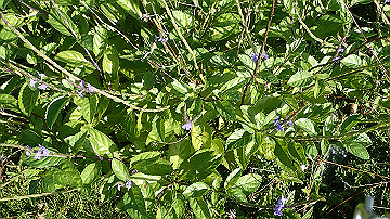 pc140702_thumb.jpg