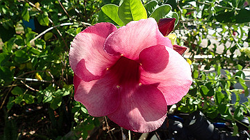 pc140750_thumb.jpg