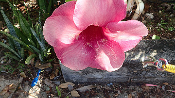 pc140751_thumb.jpg