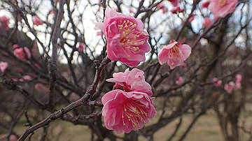 p2240796_thumb.jpg