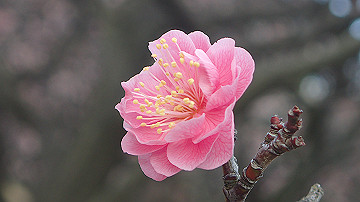 p2240798_thumb.jpg