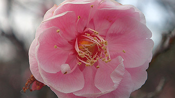 p2240799_thumb.jpg