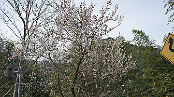 dsc01264_thumb.jpg