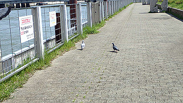 p4190276_thumb.jpg