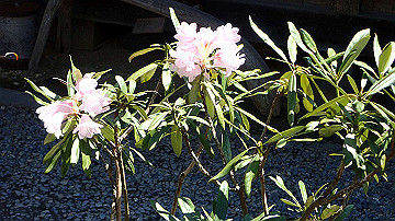 p4240082_thumb.jpg