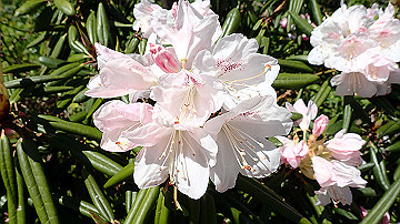 p4240115_thumb.jpg