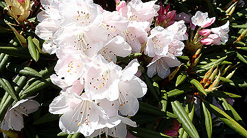 p4240118_thumb.jpg