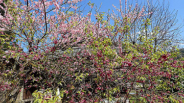 p4240124_thumb.jpg