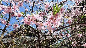 p4240127_thumb.jpg