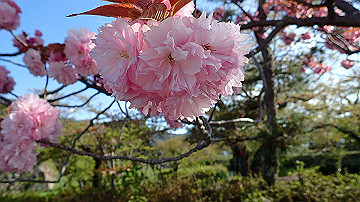 p4240153_thumb.jpg