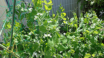 p4280093_thumb.jpg