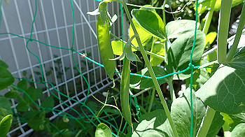 p4280094_thumb.jpg