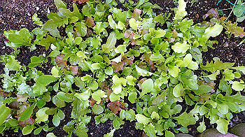 p4280096_thumb.jpg
