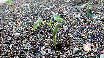 p4280115_thumb.jpg