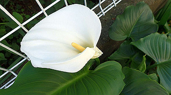 p4280119_thumb.jpg